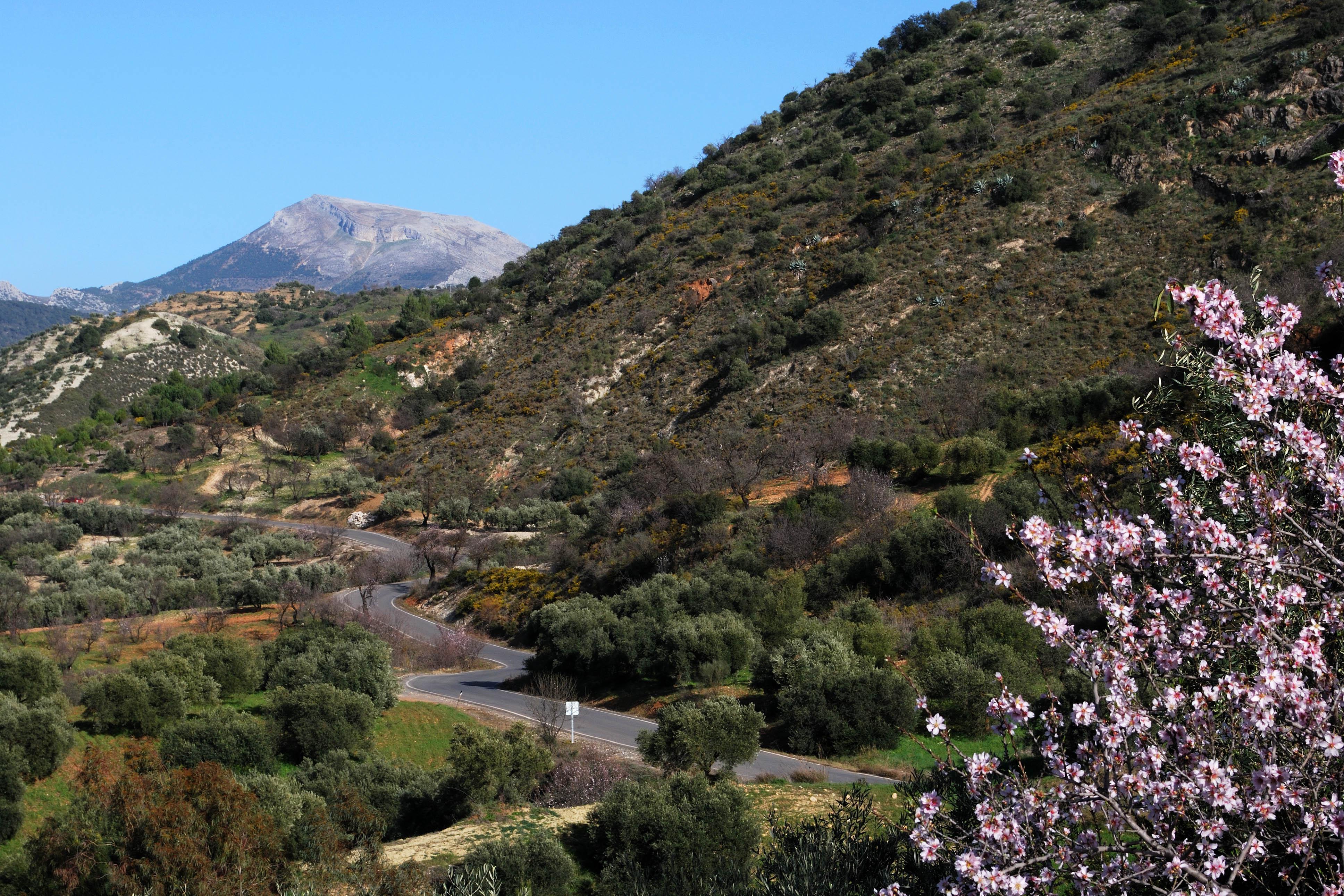 https://stweb-cdn.shermanstravel.com/2025-andalusia-almond-blossom/almond-blossom-near-ardales_andalusia_spain.jpg